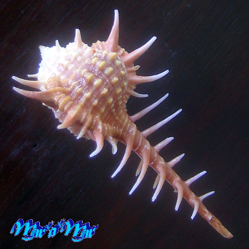 Vokesimurex cabritii (Bernardi, 1859) - Imagem 3