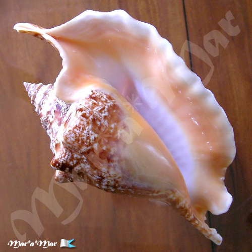 Strombus gallus Linnaeus, 1758