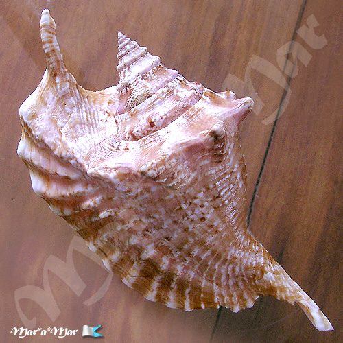 Alternative view of Strombus gallus Linnaeus, 1758