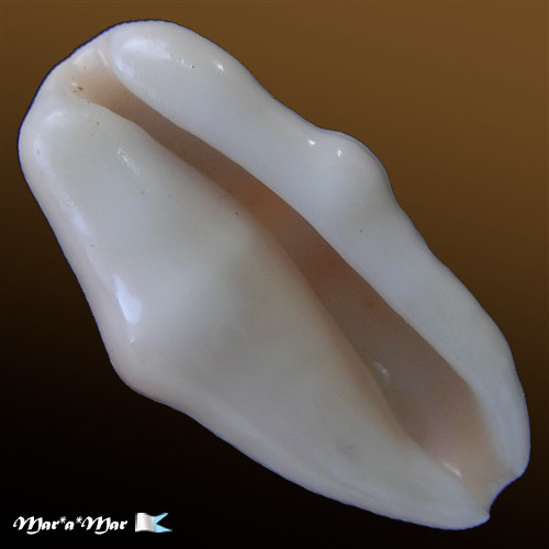 Cyphoma gibbosum (Linnaeus, 1758)