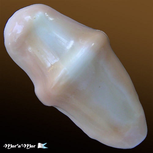 Alternative view of Cyphoma gibbosum (Linnaeus, 1758)