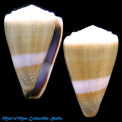 Conus lividus Hwass,1792