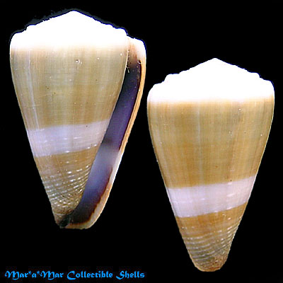 Conus lividus Hwass,1792