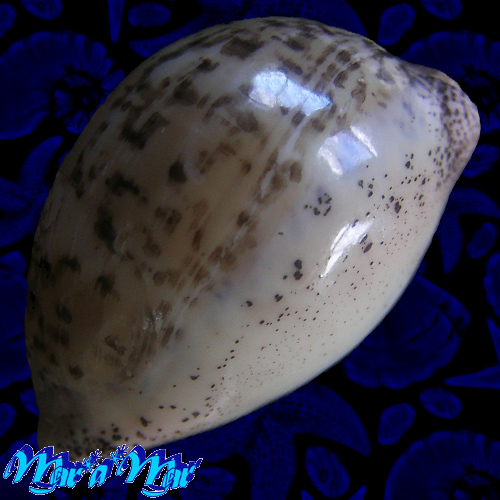 Alternative view of Cypraea (Luria) cinerea brasiliensis L. & H., 1993