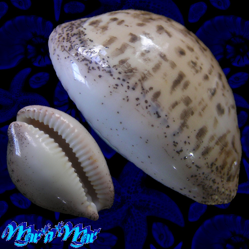 Cypraea (Luria) cinerea brasiliensis L. & H., 1993 - Imagem 3