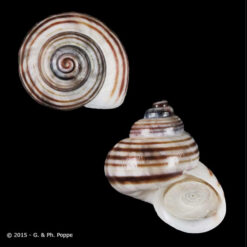 Tropidophora philippiana Pfeiffer, 1851