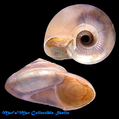 Ilanga biradiata (Martens, E.C. von, 1902) - Imagem 2