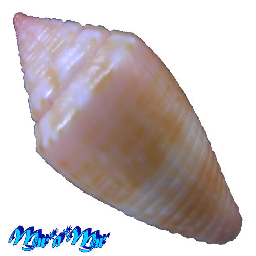 Conus damasoi Consignani, 2007 - Imagem 2