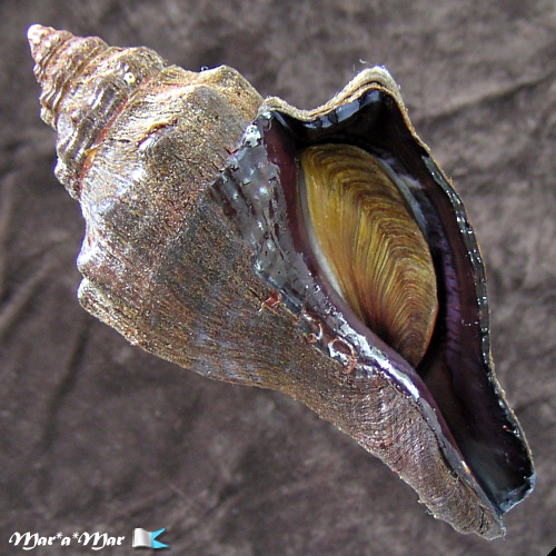 Pugilina tupiniquim Abbate & Simone, 2015