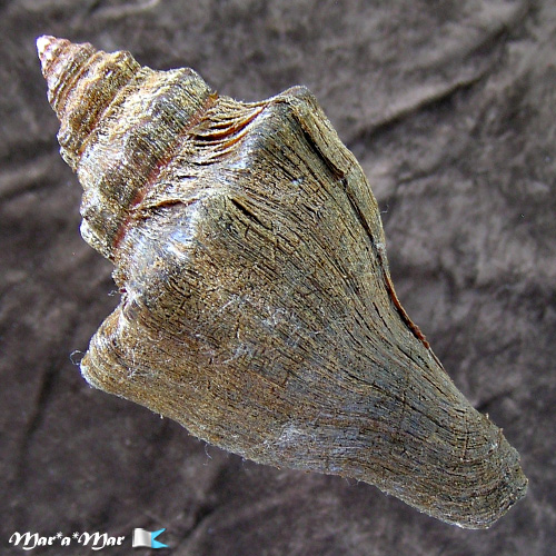 Alternative view of Pugilina tupiniquim Abbate & Simone, 2015