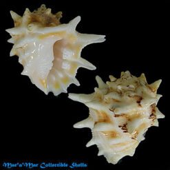 Drupa cf.  ricinus lischkei (Hidalgo, 1904)