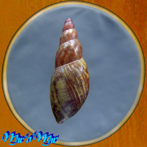 Gonyostomus egregius L. Pfeiffer, 1845 - Image 2