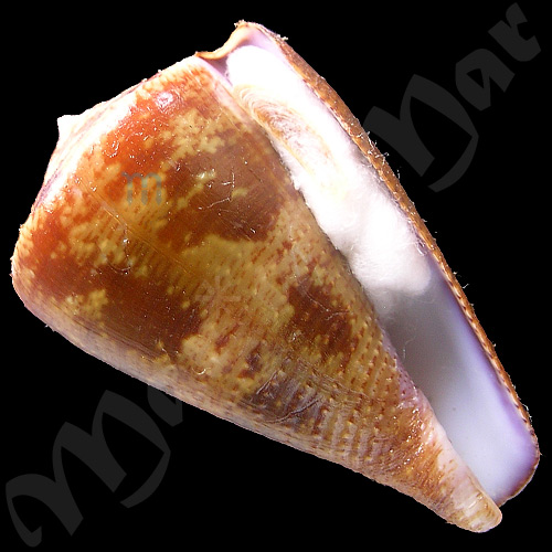 Conus purpurascens Sowerby (I) in Sowerby (II), 1833