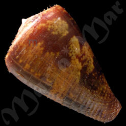 Conus purpurascens Sowerby (I) in Sowerby (II), 1833 - Image 2