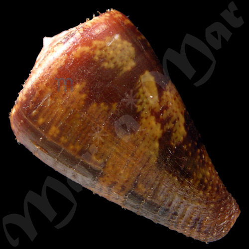 Conus purpurascens Sowerby (I) in Sowerby (II), 1833 - Image 2