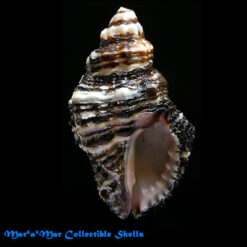 Ergalatax margariticola Broderip, W.J. 1833