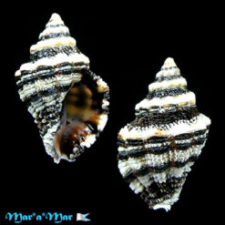 Alternative view of Ergalatax margariticola Broderip, W.J. 1833