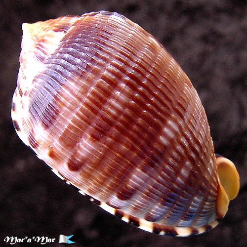 Alternative view of Cypraeacassis testiculus (Linnaeus, 1758)