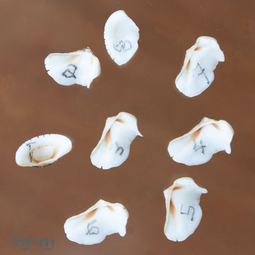 Alternative view of Chaetopleura angulata Spengler,1797