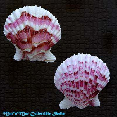 Argopecten noronhensis (E. A. Smith, 1885)