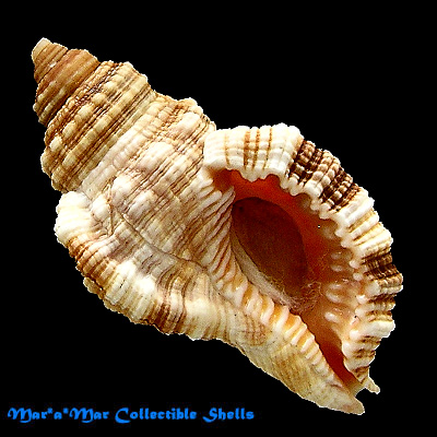 Cymatium aquatile (Reeve, 1844)