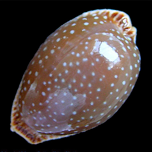 Cypraea (Staphylaea) semiplota Mighels J.W., 1845