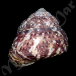 Alternative view of Tegula viridula (Gmelin, 1791)
