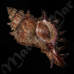 Chicoreus brevifrons (Lamarck, 1822)