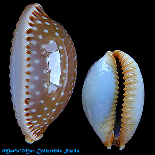 Cypraea (Staphylaea) semiplota Mighels J.W., 1845 - Imagem 2