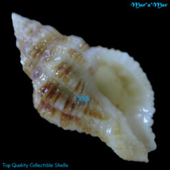 Ergalatax contractus (Reeve, 1846)
