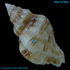 Ergalatax contractus (Reeve, 1846) - Imagem 2