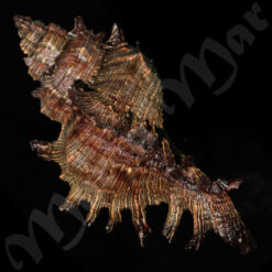 Chicoreus brevifrons (Lamarck, 1822) - Imagem 2