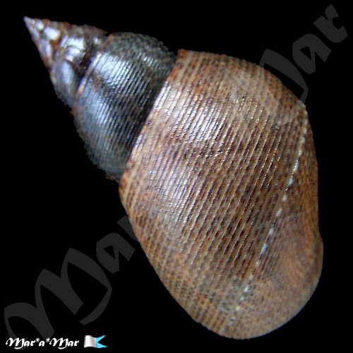 Littorina angulifera (Lamarck, 1822) - Imagem 2