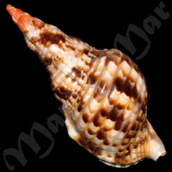 Alternative view of Charonia variegata (Lamarck, 1816)