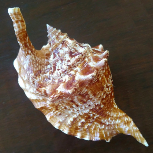 Alternative view of Strombus gallus Linnaeus, 1758