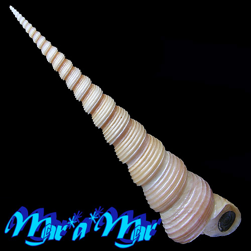 Turritella terebra (Linaeus, 1758)