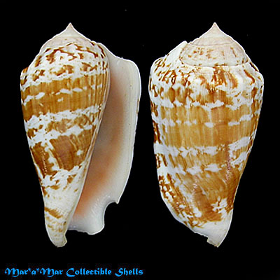 Strombus decorus decorus (Röding, 1798)