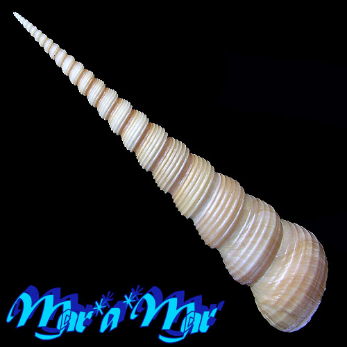 Alternative view of Turritella terebra (Linaeus, 1758)