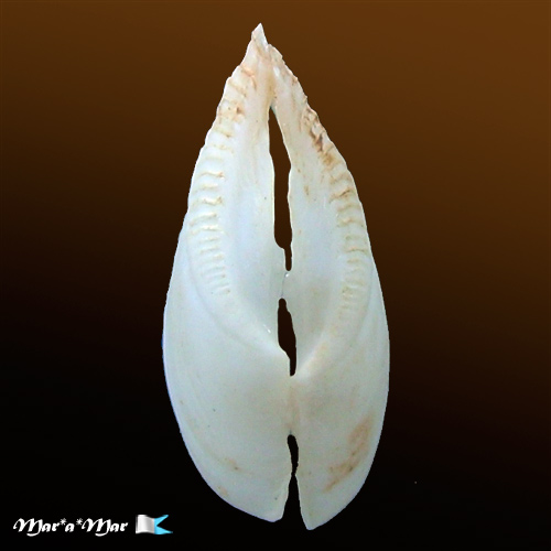 Sphaenia hatcheri Pilsbly, 1899 - Imagem 2