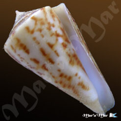 Alternative view of Conus clerii Reeve, 1844*