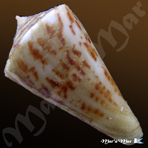 Conus clerii Reeve, 1844* - Image 3