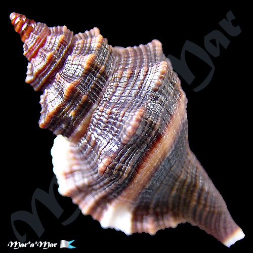 Alternative view of Monoplex vespaceus (Lamarck, 1822)