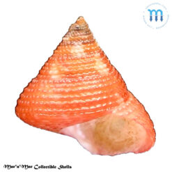 Calliostoma depictum Dall, 1927