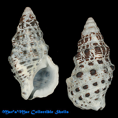 Clypeomorus petrosa (Wood, 1828)