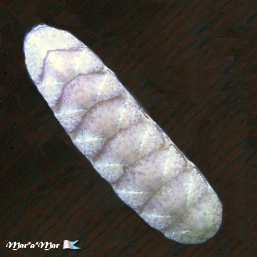 Stenoplax rugulata (Sowerby, 1832)