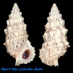 Cerithium echinatum Lamarck, 1822