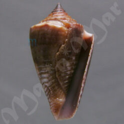 Jaspidiconus simonei Petuch & Myers, 2014