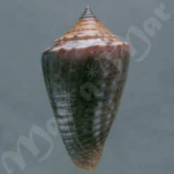 Alternative view of Jaspidiconus simonei Petuch & Myers, 2014