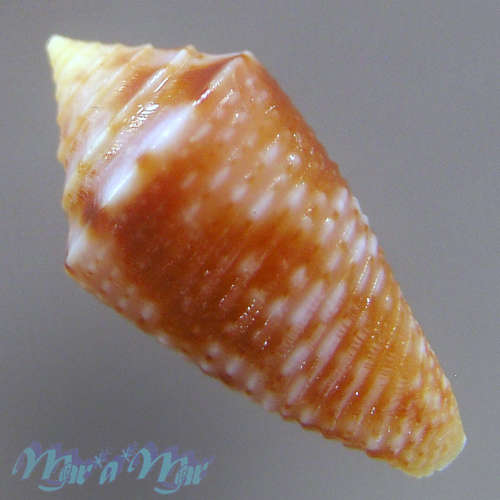 Conus sp. - Imagem 2
