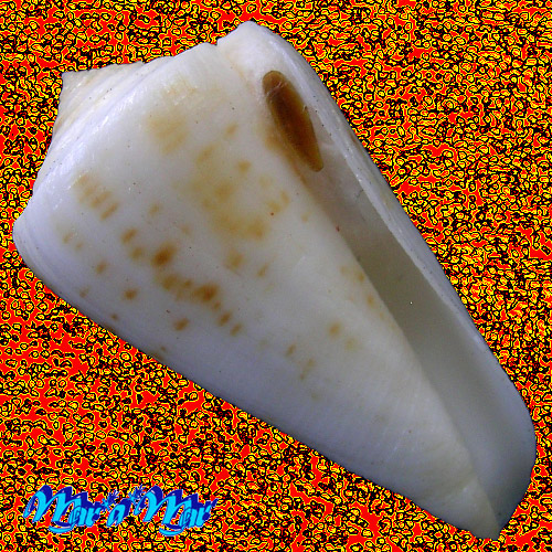 Conus lemniscatus Reeve, 1849
